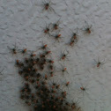 Green lynx spider and babies