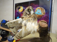 Owls