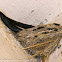 Glossy Swiftlet