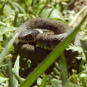 Grass Snake