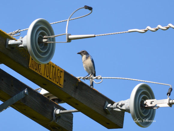 Spotting Image 1