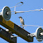 Western Scrub Jay