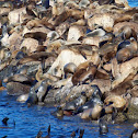 California Sea Lions