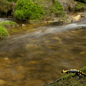 fire salamander