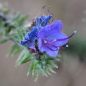 Viper's bugloss