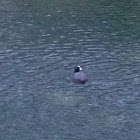 Coot