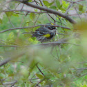 Yellow-rumped Warbler