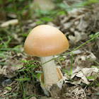 Saffron Ringless Amanita