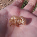 Cicada (shedding)