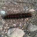 Fox moth