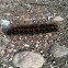 Fox moth