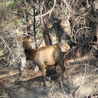 Elk