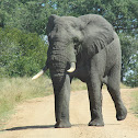 African elephant