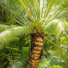 West Indian Tree Fern