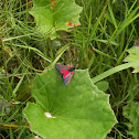 Six-spot Burnet Moth