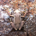 Common froglet