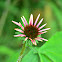 Coneflower