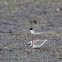 Little Ringed Plover
