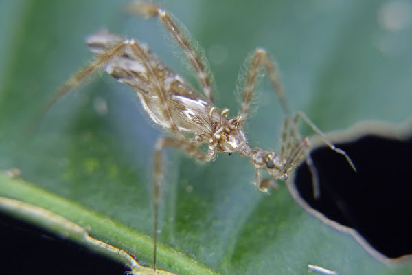 Thread Legged Assassin Bug 