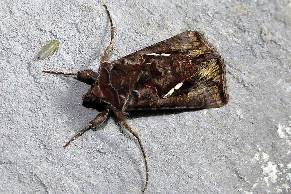 Spotting Image 1