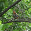 American robin