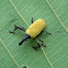 weevil
