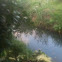 Common moorhen
