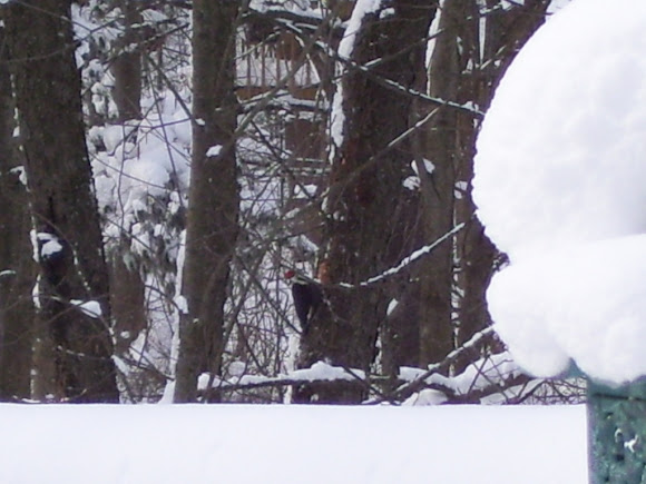 Spotting Image 1