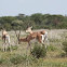 Grant's Gazelle