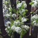 Dogwood tree