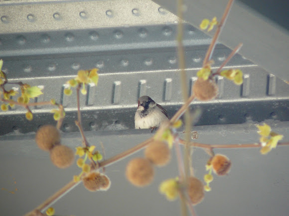 Spotting Image 1