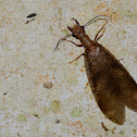 Dobsonfly
