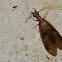Dobsonfly