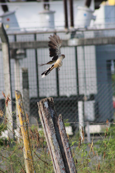 Spotting Image 1