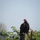 turkey vulture