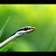 Dendrelaphis pictus