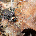 Common shore tiger beetle