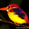 Rufous-backed Kingfisher