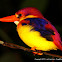Rufous-backed Kingfisher