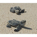 Tortuga verde 