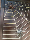 Spider's on Web