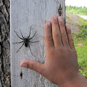 Wolf Spider