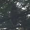 Barred owl