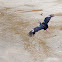 Northern Screamer