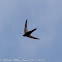 Swift; Vencejo Común