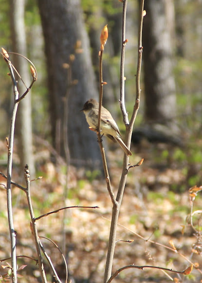 Spotting Image 1
