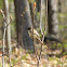 Eastern Phoebe