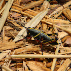 Eastern Lubber Grasshopper Nymph