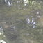 Spider web