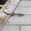 Deppe's Whiptail, 7-lined racerunner